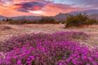 Sand verbena wildflowers with San Jacinto Mountains at sunrise in Palm Springs, California, USA Art Print